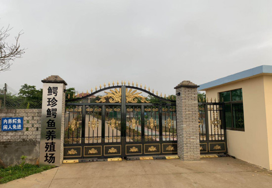 海南鳄珍鳄鱼养殖场展示