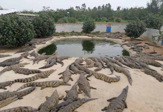 广东最大鳄鱼养殖基地图片